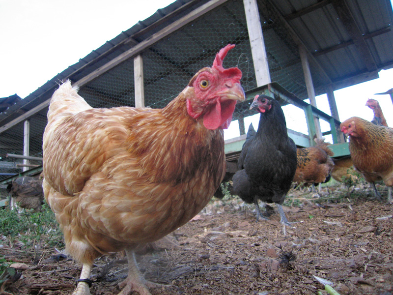 13. Organic Chickens at White Rabbit Acres