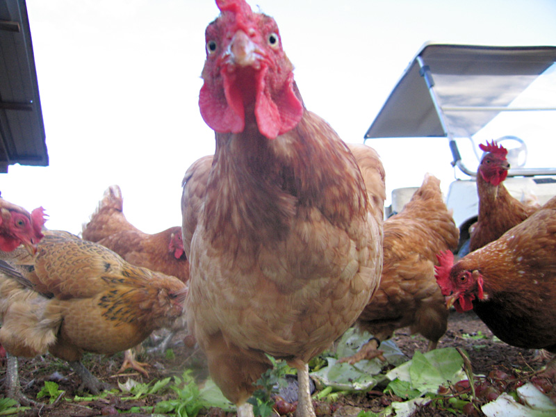 01. Organic Chickens at White Rabbit Acres