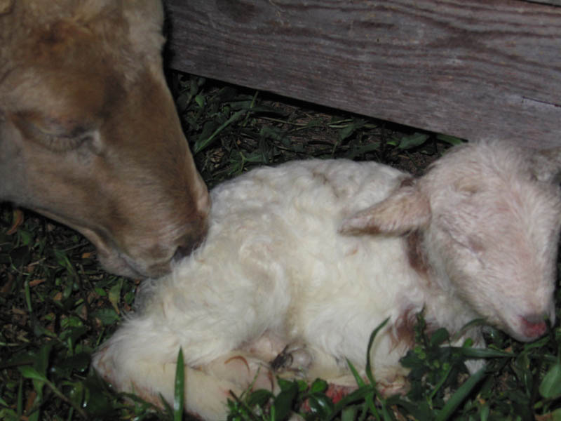 22. Lamb is born at White Rabbit Acres.
