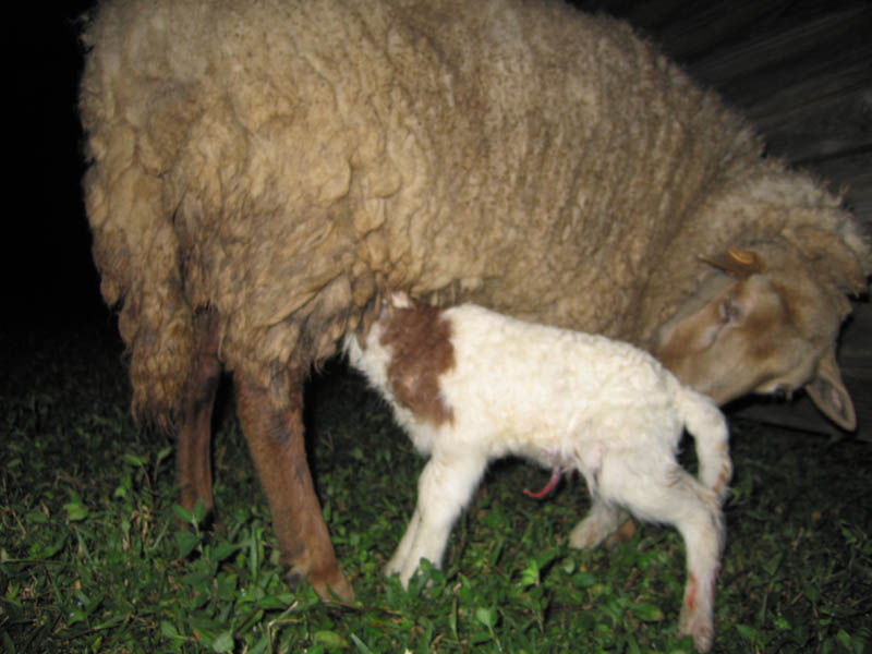 23. Lamb gets fed.