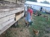12. Collecting Hormone Free Eggs at White Rabbit Acres