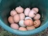 14. Collecting Hormone Free Eggs at White Rabbit Acres