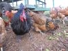 07. Organic Chickens at White Rabbit Acres