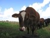 18. Organic grass fed cow before processing.