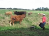 16. Rene feeds the cows at White Rabbit Acres.
