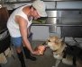 19. Dogs like Jerry love organic beef heart.