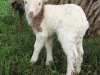 25. Newborn lamby on the farm.