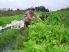 26. Rene picks lettuce at White Rabbit Acres.