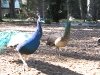 FtnYouth03.JPGFtnYouth02.JPGThe Fountain of Youth Peacocks St. Augustine, FL