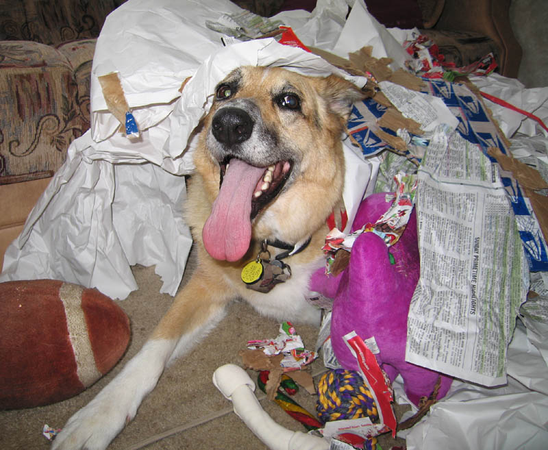 05. Jerry gets tired buried in wrapping paper