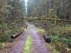 Forest Running Trail - Westfir, Oregon
