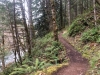 Forest Running Trail - Westfir, Oregon