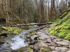 Forest Creek & Moss - Westfir, Oregon
