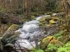 Forest Creek & Moss - Westfir, Oregon