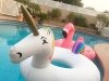 Whittier Pool Float Toys