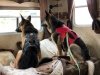 RV breed ban German Shepherds