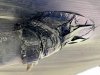 rv rodent control