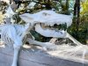 Dog Skeleton