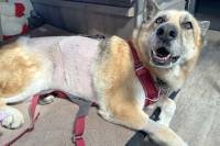 Nellie Stitches Healed