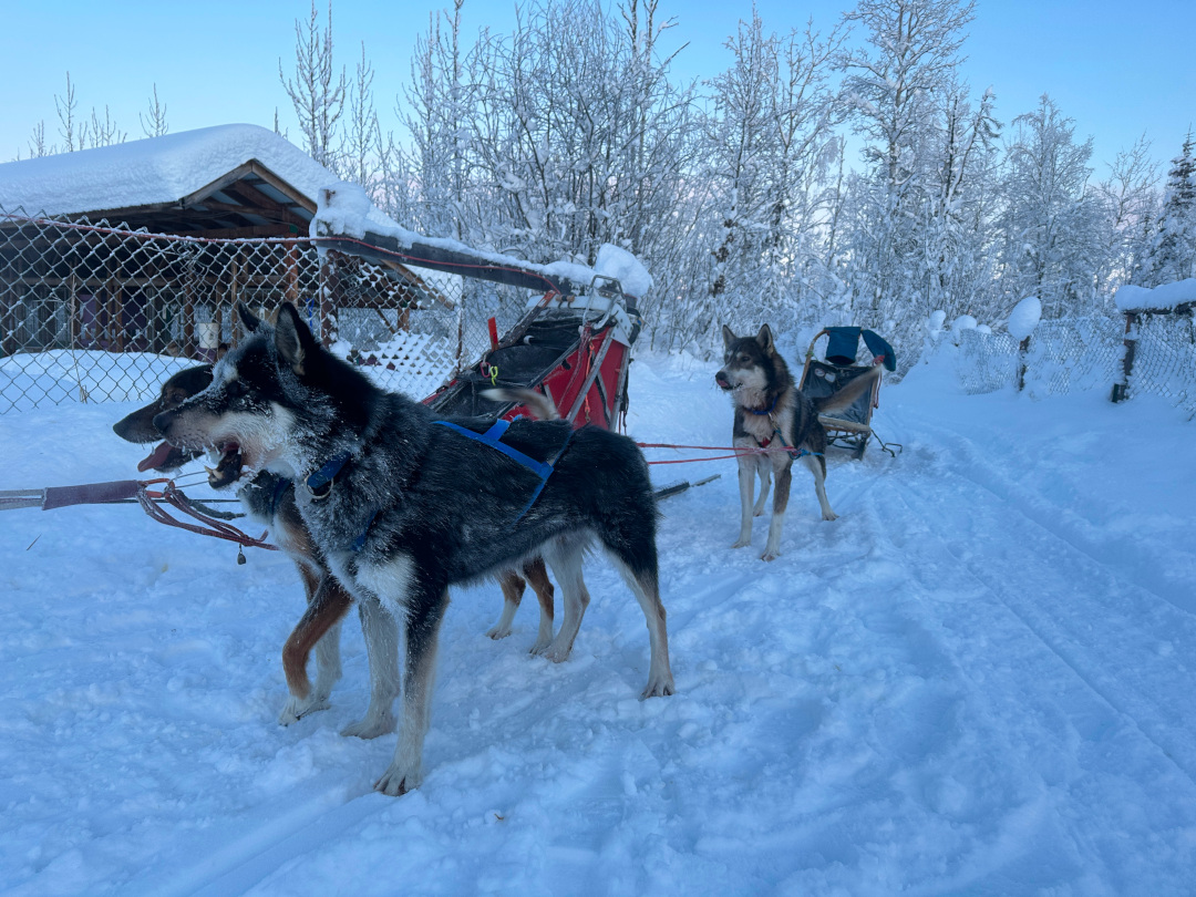 Sled Dogs Morgan, Mina, and Burger ready to roll!