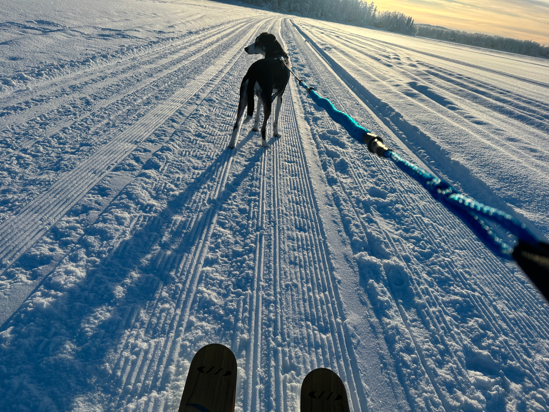 Skijoring on Willow Lake with Rally