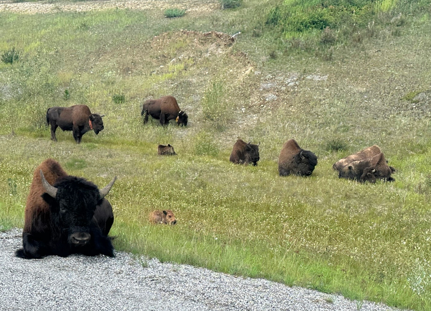 Buffalo on the Alaska Highway.