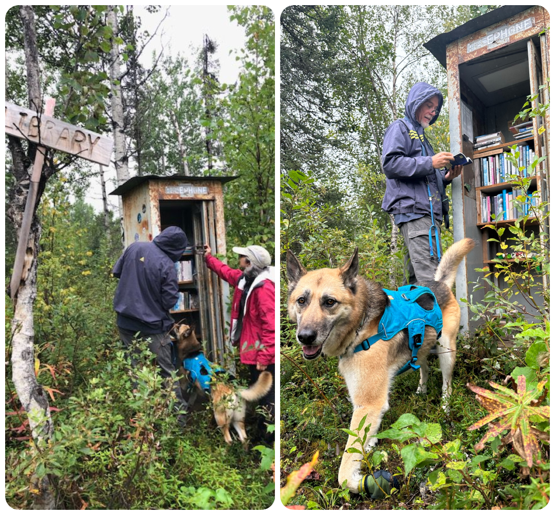 Secret Little Library in the Woods