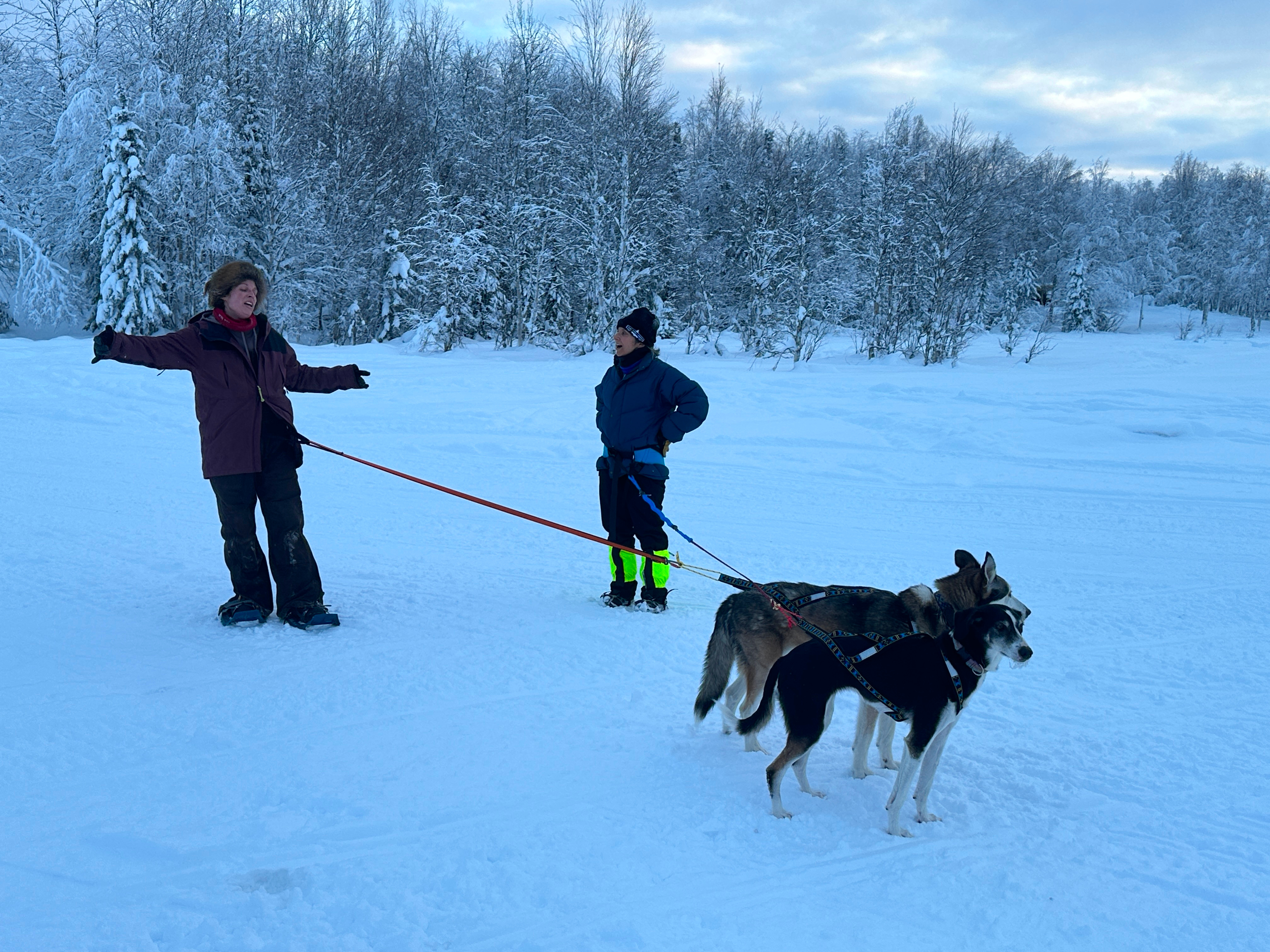 snowshoeing with dogs 