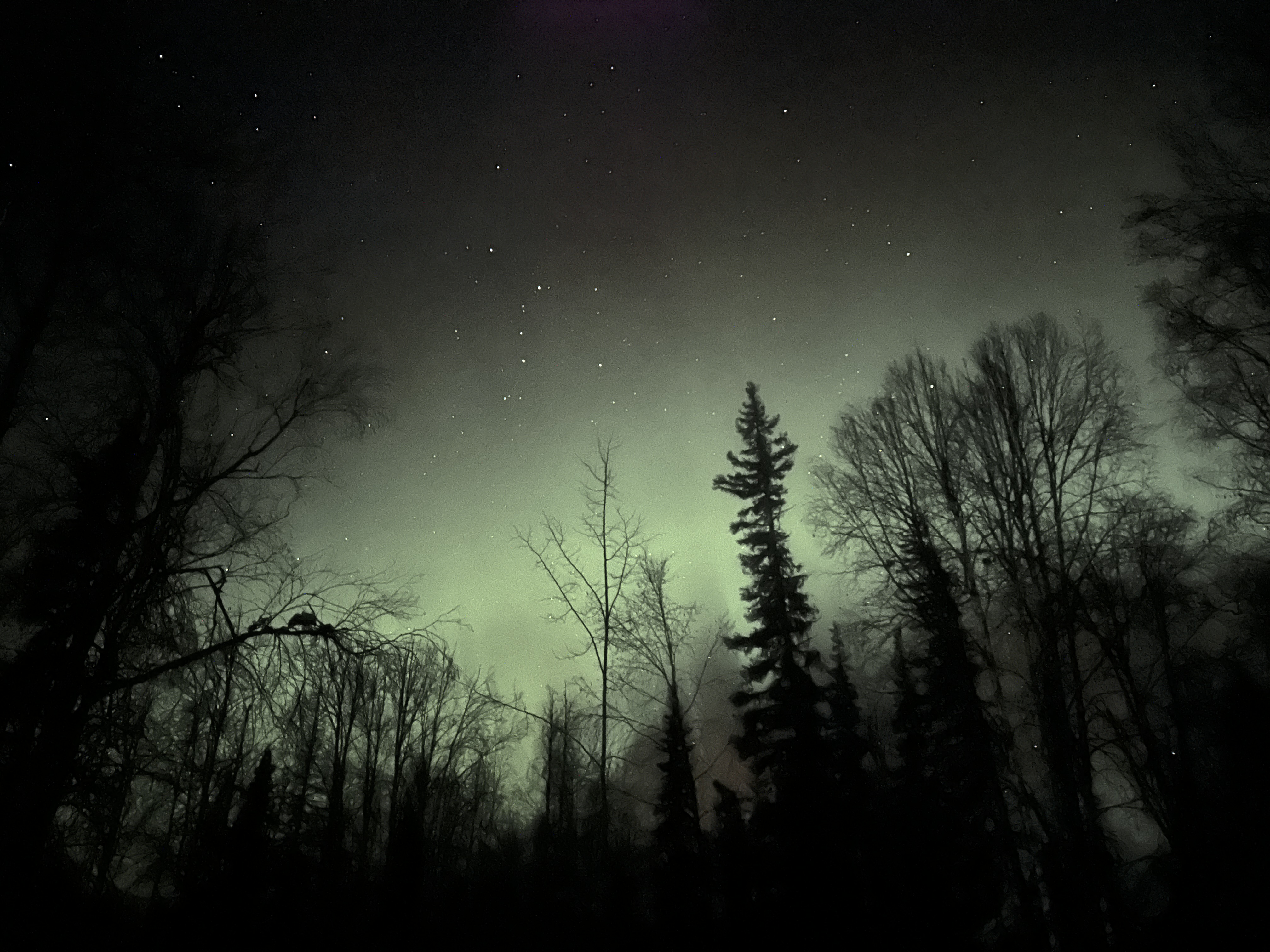 Northern Lights Willow Alaska November 21, 2023