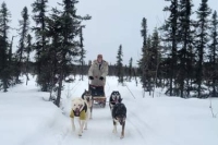 Mushing Willow Trails