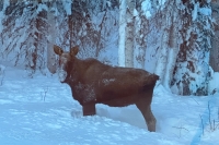 Willow Alaska residential moose
