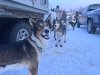 Knik 200 Sled Dog Race