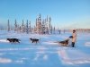 First Time Dog Musher