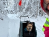 Burley Dog Stroller with Skis