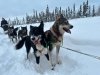 Odaroloc Sled Dogs 2024