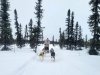 first time mushing