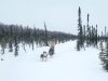 crazy mushers