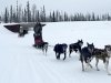 crazy mushers