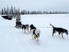 first time mushing