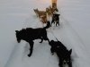 crazy mushers
