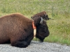 Buffalo on Alaska Highway
