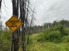 Willow AK Mushing Trail