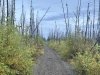Willow Trails, Autumn