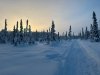 Moose Snowmachine Trail in Willow