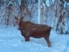 Willow Alaska residential moose