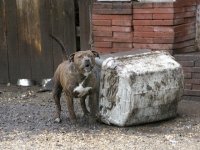 Chained Up Pit Bulls are Dangerous Dogs with Bad Owners
