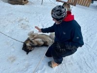 Denali Sled Dogs Visit