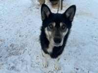 Denali Sled Dog