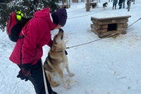 Denali Sled Dogs Visit