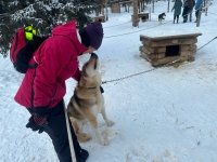 Denali Sled Dogs Visit